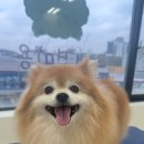 빛이나개 이미지