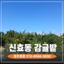 제주땅도집도OK공인중개사사무소 | 🍊 {평당35만원} 서귀포 신효동 감귤 농지 매매! 2,135평 대지에 트럭 진입 가능한 귀한 땅