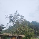 양동마을 | 경주 양동마을 솔직 방문후기 주말 가을여행 입장료 운영시간 지도 주차 한옥 숙소 식당