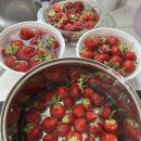 해진농장 | #딸기잼+청 만들기_딸기농장 다녀와서~