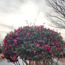 북항노을공원 이미지