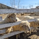 해도 목장 | 가평 양떼목장 가평 아이와 갈만한 곳 후기