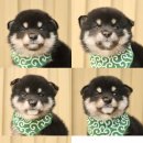 포시바(For Shiba) 이미지