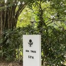[필리핀 보홀] 마사지 추천 씨트리 스파 Sea tree spa 후기