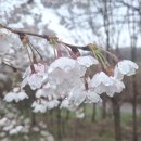 한시 125회 - 春夜雨中 춘야우중 이미지