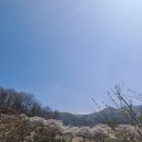메디힐요양병원 | 🌸 파주 벚꽃 명소(덕천리 벚꽃길)+카페 방문(다미로아)까지 코스 소개!☕