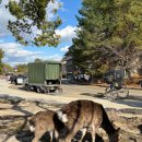 뿔들의 섬 이미지