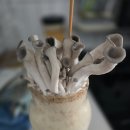 버섯 키우기와 버섯요리 시식 (하늘반) 이미지