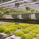 정가네밥상 이미지