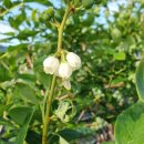 별빛민박농원 이미지