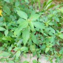 깨풀 Asian copperleaf 이미지