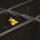 그늘과 빛의 기억 이미지