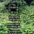 칡넝쿨의 힘 이미지