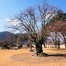 의령 충익사 모과나무 이미지