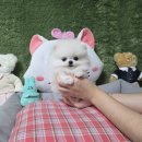 강아지분양애견분양애완견펫무료입양분양샵 | 광주 강아지입양 알아보다가 건강상태와 사후관리까지 확인할 수 있는 광주 강아지분양 샵 발견