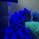 봉달 | [니모 키우기] 크리너새우 탈피를 또??! 산호봉달 후기