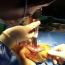 코끼리 동물병원 이미지