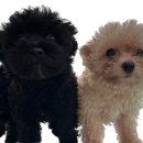 몽글몽글PET 이미지