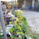 별샘농장 이미지