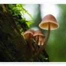 영성중학교 내 | 2083 - 한국교육과정교과서연구회 정기총회 후기