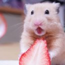 하이샐러드 이미지