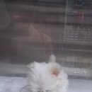 24시 웰니스 동물 의료센터 이미지