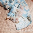 퍼피멍멍 - 포항시 남구 일월로 102-1 | 퍼피멍멍