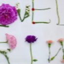 강아지 멋내기 이미지