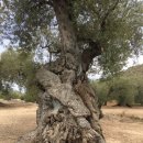 천과나무 이미지