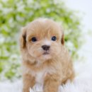 모량농장 이미지