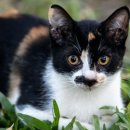 스타동물병원 이미지