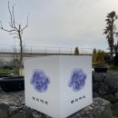 하이까미 이미지