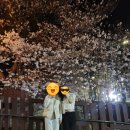 북원상가시장 | 뚜벅이 무박 버스여행_진해 군항제(with파랑새 투어)_24.03.30