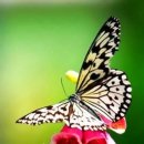 나비 이미지