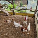 꼬꼬팜농장 이미지