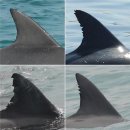 불법포획 사라진 제주 남방큰돌고래 개체수 회복세 이미지