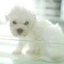 곱슬강아지 이미지