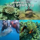 제이아쿠아짐 | 세부 오슬롭 고래상어 모알보알 스노쿨링 호핑 로컬페이지 후기