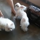 동인동물병원 이미지