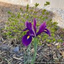 보라색라임 이미지