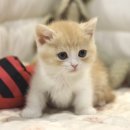 도레미캣 이미지