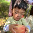 🍑 노랑반 친구들의 달콤 아삭 복숭아~ 🍑 이미지