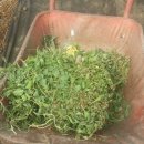 (주)코피아 이미지