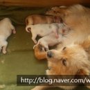 우드힐펜션 이미지