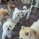 댕스럽개 이미지