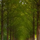 순창 메타세콰이어길 이미지