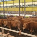 부여한우농장 이미지