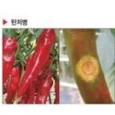 어려운 고추 농사.. 장마에 열과, 담배나방애벌레 구멍, 칼슘부족, 고추탄저병 *농약 살균제와 살충제 이미지