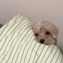 아이엠1리터(I'm 1L)