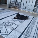 꼼지락 강아지 이미지